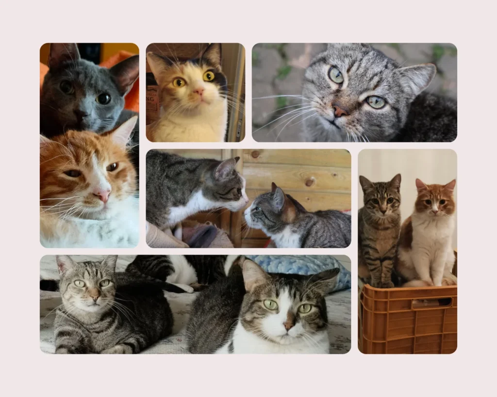 Donations Bakery Woods