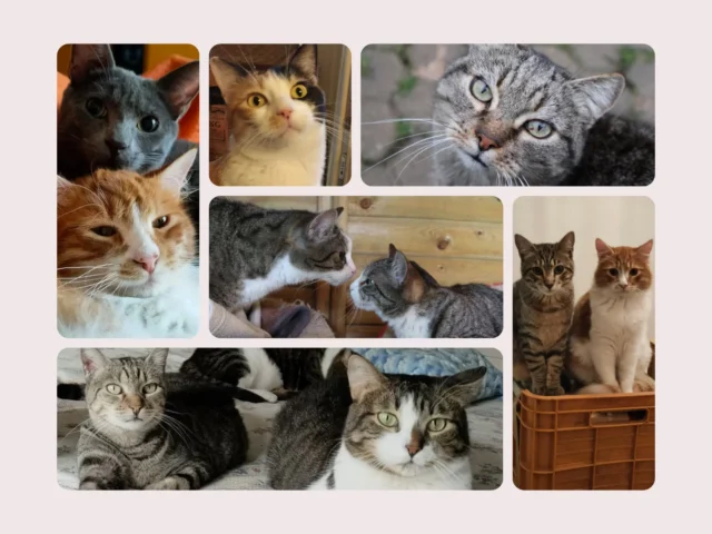 Gattagorà ODV – Official Affiliation