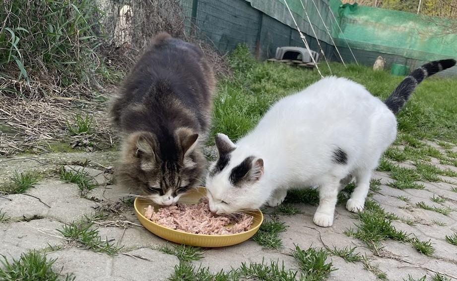 gattagora donations bakery woods potted riacats
